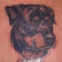 tatuaje realístico de rottweiler