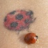 Le tatouage de coccinelle avec une réelle