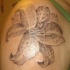 El tatuaje de un Lirio hecho en blanco negro
