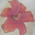 El tatuaje de un Lirio rojo con los estambres amarillos