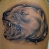 pitbull agressivo tatuaggio