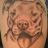 tatuaje de perro pitbul