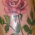 Muy realística rosa tatuaje en color