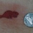 Tatuaje del pequeño castor en tinta roja