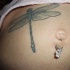 Tatuaggio semplice sulla pancia la libellula celeste