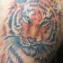 Cabeza del tigre tatuaje en detalle muy realístico