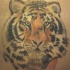 Cabeza del tigre tatuaje en detalle