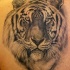 Tattoo mit realistischem schwarzem Tigerkopf