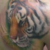 Realistic tiger face tattoo in colour