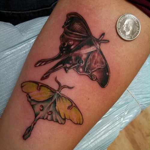 Two colorful moth tattoo on arm